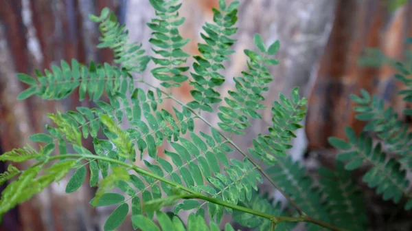 Grünes Blatt Textur Hintergrund Grüne Blätter Der Natur — Stockfoto