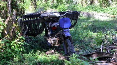 Hasat zamanı palmiye meyvelerini taşımak için sepet kullanan motosiklet araçları kullanılır.