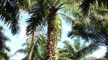 Bahçedeki yağ palmiyeleri
