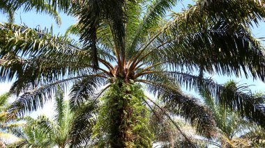 Bahçedeki yağ palmiyeleri