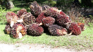 Çiftçilerin hasat edip topladığı yağ palmiyesi meyveleri.
