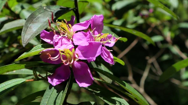 a beautiful pink flower that lives in tropical Indonesia with the scientific name Melastoma candidum