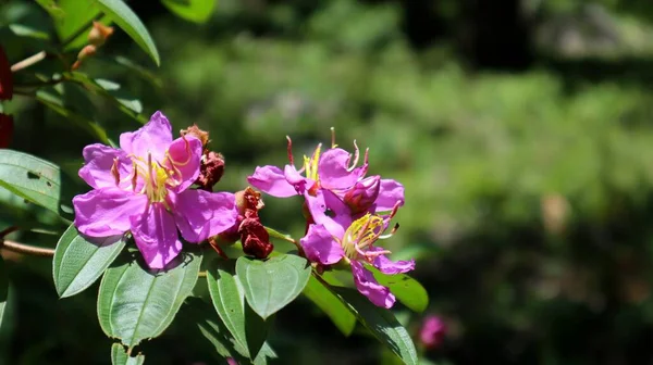 Una Hermosa Flor Rosa Que Vive Indonesia Tropical Con Nombre —  Fotos de Stock