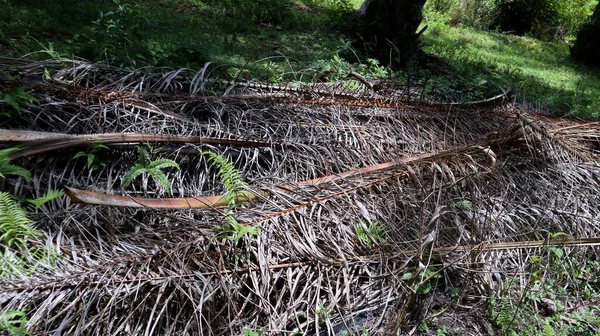 一堆干枯的棕榈叶 — 图库照片
