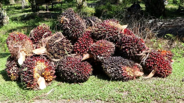 农民采摘的油棕榈果 — 图库照片
