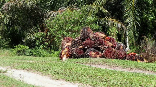 农民采摘的油棕榈果 — 图库照片