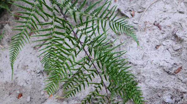 Frisch Grüne Dahlie Trichomanoides Pflanze Der Natur Garten Archivfoto — Stockfoto