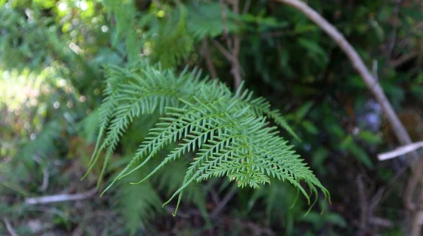Frais Vert Davallia Trichomanoides Plante Dans Nature Jardin Photo Réserve — Photo
