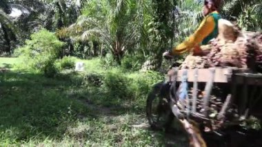Bengkulu, Endonezya - Mart 2023: Palmiye yağı dolu sepetlerle motosikletlerle geçen palmiye çiftçileri
