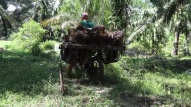 Bengkulu, Endonezya - Mart 2023: Palmiye yağı dolu sepetlerle motosikletlerle geçen palmiye çiftçileri