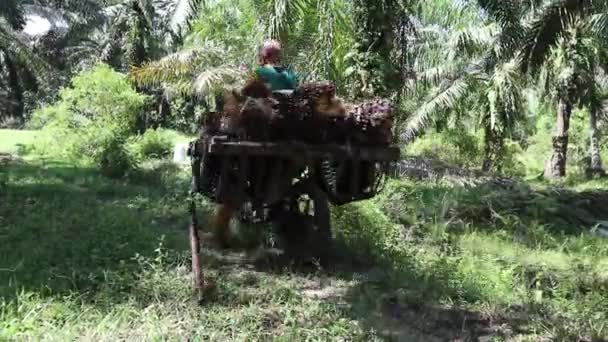 インドネシア ベンクル 2023年3月 ヤシ油の入った籠をバイクに乗せたアブラヤシ農家 — ストック動画