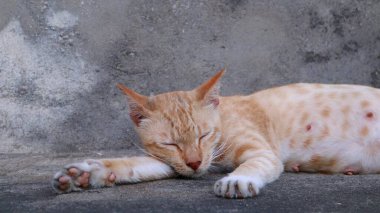 Uykulu ve evin önünde tembellik eden bir kedi.