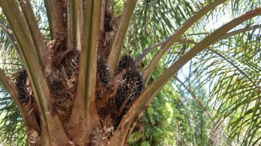 Hurma ağaçlarında, olgunlaşmamış yağ meyveleri.