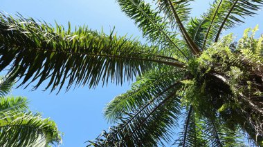 Fotoğrafın altındaki palmiye yağı ağacı güzel palmiye yapraklarına benziyor.