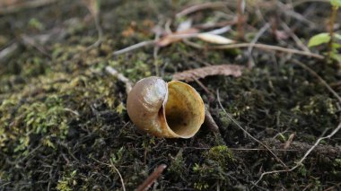 Boş bir salyangoz kabuğu, artık salyangoz yok ve ölmüş, geriye sadece boş bir kabuk kalmış.