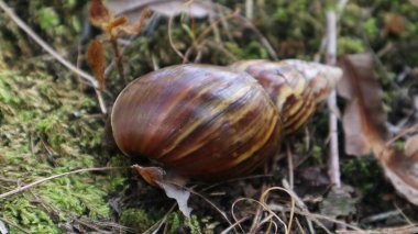 Lissachatina fulica, Achatinidae familyasından bir salyangoz türü. Çiftlikteler.