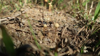 Sihirli mantarlar veya Psilocybin mantarları, ineklerin ve bufaloların gübrelerinde yetişen bir mantar türüdür. Bu mantarlar, psilosibin adı verilen doğal bir kimyasal içeren yabani mantarları içerir.