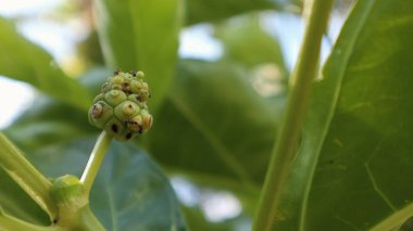 Non-i meyve veya ağaçta hala küçük olan Morinda Kalesi.