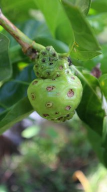 Noni meyvesi veya Morinda citrifolia, ağaçta birçok sağlık faydasına sahip bir meyvedir.