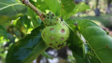 Noni meyvesi veya Morinda citrifolia, ağaçta birçok sağlık faydasına sahip bir meyvedir.