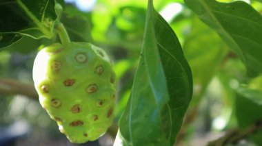 Noni meyvesi veya Morinda citrifolia, ağaçta birçok sağlık faydasına sahip bir meyvedir.