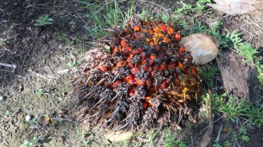 Hurma ağacından koparılmış meyve.