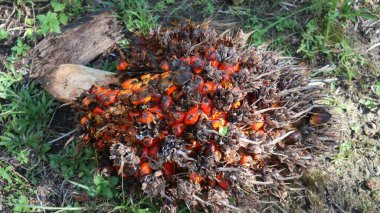 Hurma ağacından koparılmış meyve.