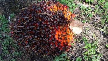 Hurma ağacından koparılmış meyve.