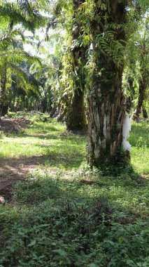 Yağ palmiyesi ağaçları, palmiye tutacağı küçük tarlalarda