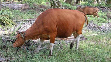 Endonezya yerel inekleri yiyecek arıyor