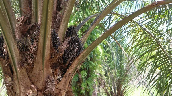 油棕榈种植园的未成熟油棕榈果 — 图库照片