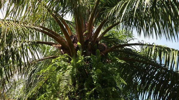 油棕榈种植园中的油棕榈树 — 图库照片