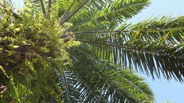 照片中的棕榈油树看上去很美 — 图库照片