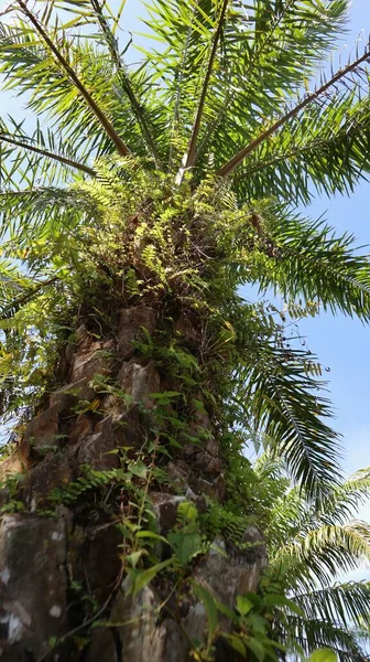 Der Palmölbaum Auf Dem Foto Von Unten Sieht Wunderschön Aus — Stockfoto