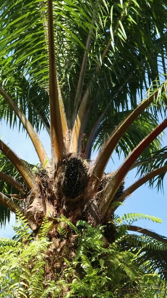 油棕榈种植园中的油棕榈树 — 图库照片