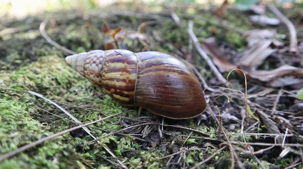 雷萨卡氏蜗牛 Lissachatina Fulica 是一种陆地蜗牛 属于阿卡提尼达部落 在种植园里 — 图库照片