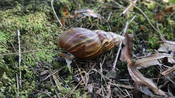 雷萨卡氏蜗牛 Lissachatina Fulica 是一种陆地蜗牛 属于阿卡提尼达部落 在种植园里 — 图库照片