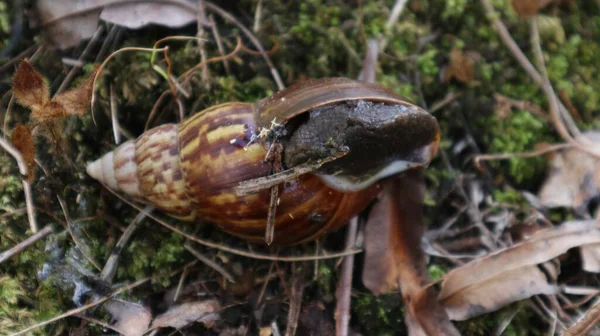 Lissachatina Fulica Land Snail Belonging Achatinidae Tribe Plantation — Stock Photo, Image