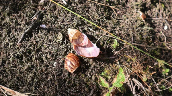 在种植园地区清除和销毁蜗牛壳 — 图库照片