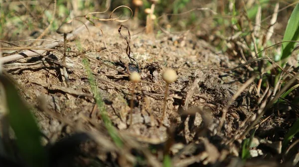 Sihirli mantarlar veya Psilocybin mantarları, ineklerin ve bufaloların gübrelerinde yetişen bir mantar türüdür. Bu mantarlar, psilosibin adı verilen doğal bir kimyasal içeren yabani mantarları içerir.