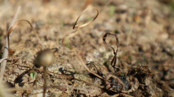 Zauberpilze Oder Psilocybin Pilze Sind Eine Pilzarte Die Sich Dung — Stockfoto