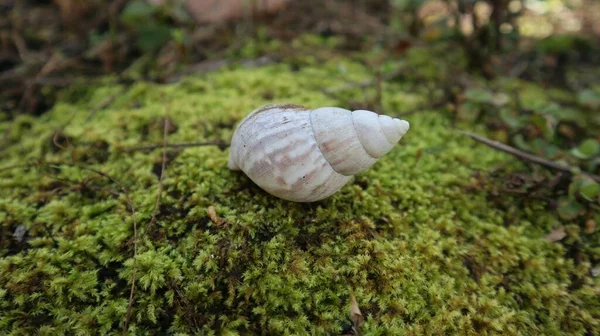 一只空蜗牛壳 已经没有蜗牛了 它已经死了 只剩下一个空的蜗牛壳 — 图库照片