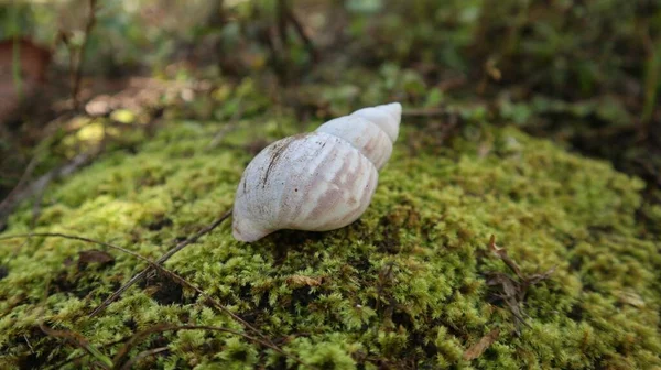 一只空蜗牛壳 已经没有蜗牛了 它已经死了 只剩下一个空的蜗牛壳 — 图库照片