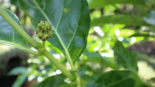 Noni Fruit Morinda Citrifolia Which Still Small Tree — Stock Photo, Image