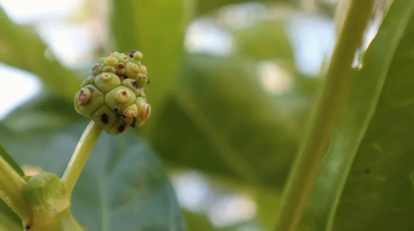 Noni Frucht Oder Morinda Citrifolia Die Noch Klein Auf Dem — Stockfoto