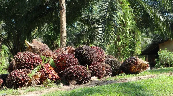 Reife Palmfrüchte Die Vom Baum Geerntet Wurden — Stockfoto