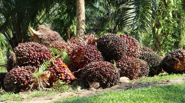 从树上收获的成熟的棕榈果 — 图库照片