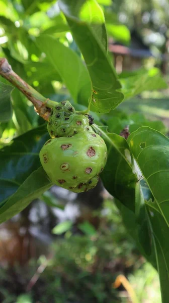 无果果 Morinda Citrifolia 是一种对健康有益的水果 — 图库照片