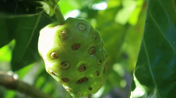 Νόνι Φρούτα Morinda Citrifolia Είναι Ένα Φρούτο Που Έχει Πολλά — Φωτογραφία Αρχείου