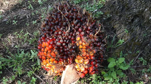 从树上收获的成熟的棕榈果 — 图库照片